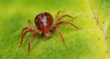 Jak se vypořádat s chemikáliemi a lidovými prostředky s roztoči na růžích